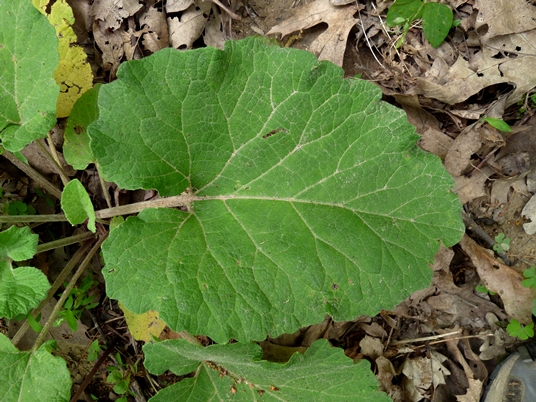 {Arctium minus}